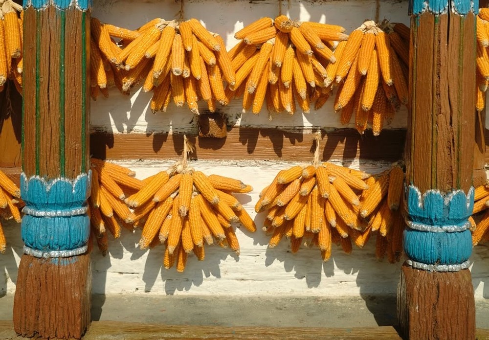 Corn Village Uttarakhand