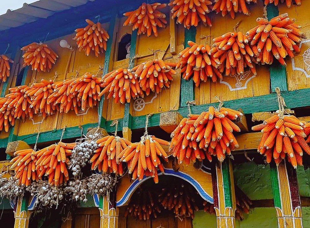 Corn village Mussoorie and Landour in Uttarakhand
