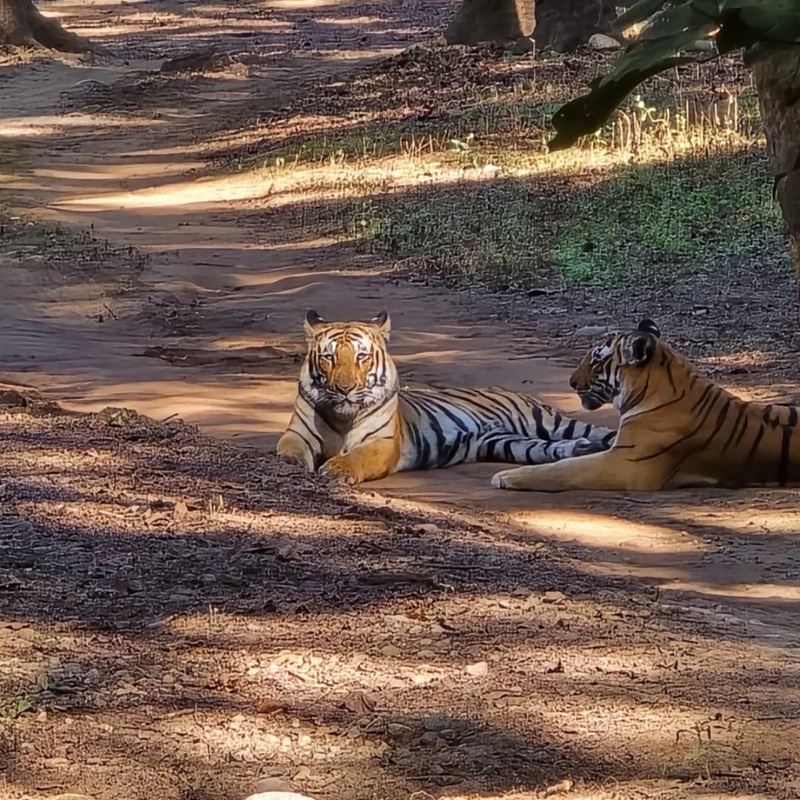 How to Reach Jim Corbett from Rishikesh