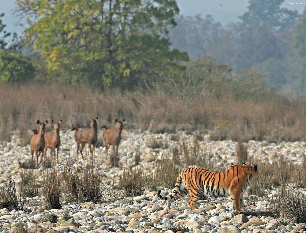 Rishikesh to Jim Corbett