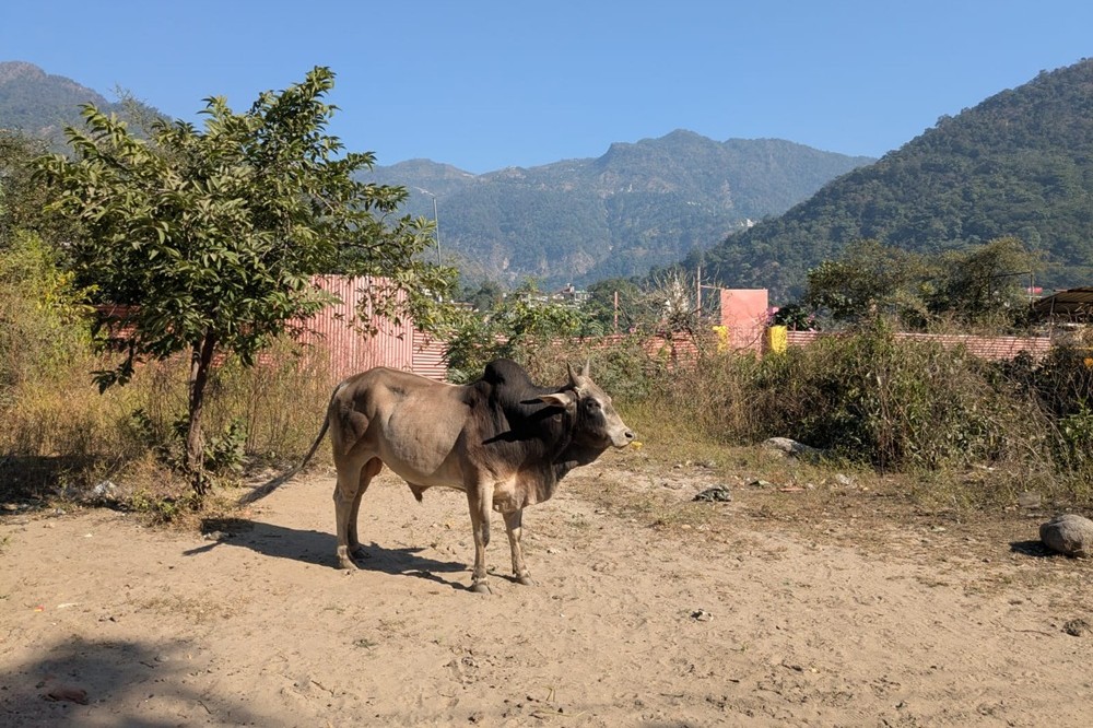 Swarg Ashram Route along the Ganges