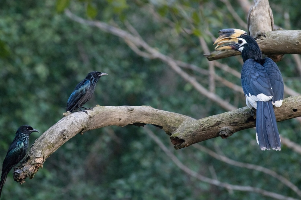 Jhilmil Jheel Conservation Reserve