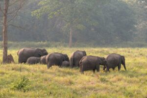 Jhilmil Zone Rajaji National Park