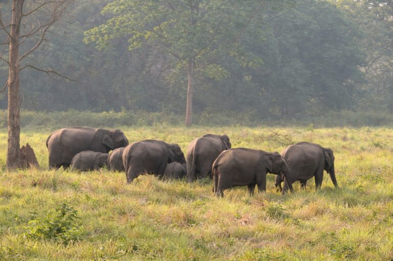 Jhilmil Zone Rajaji National Park