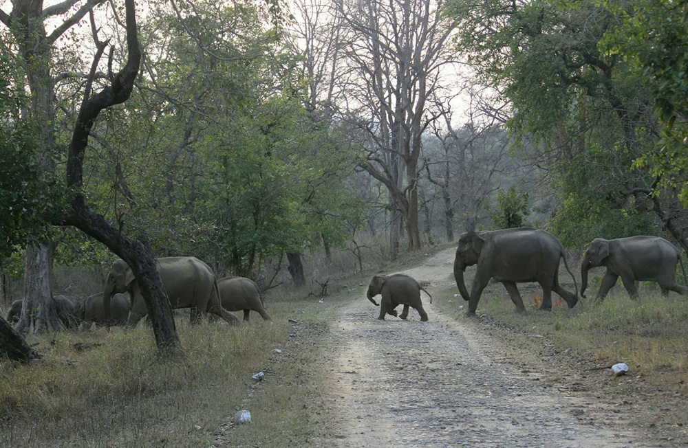 Jungle Safari Rishikesh on open Jeep