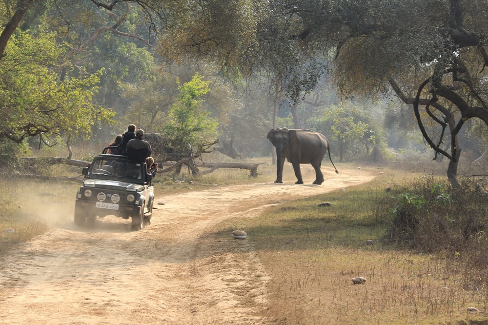 Jungle Safari Rishikesh